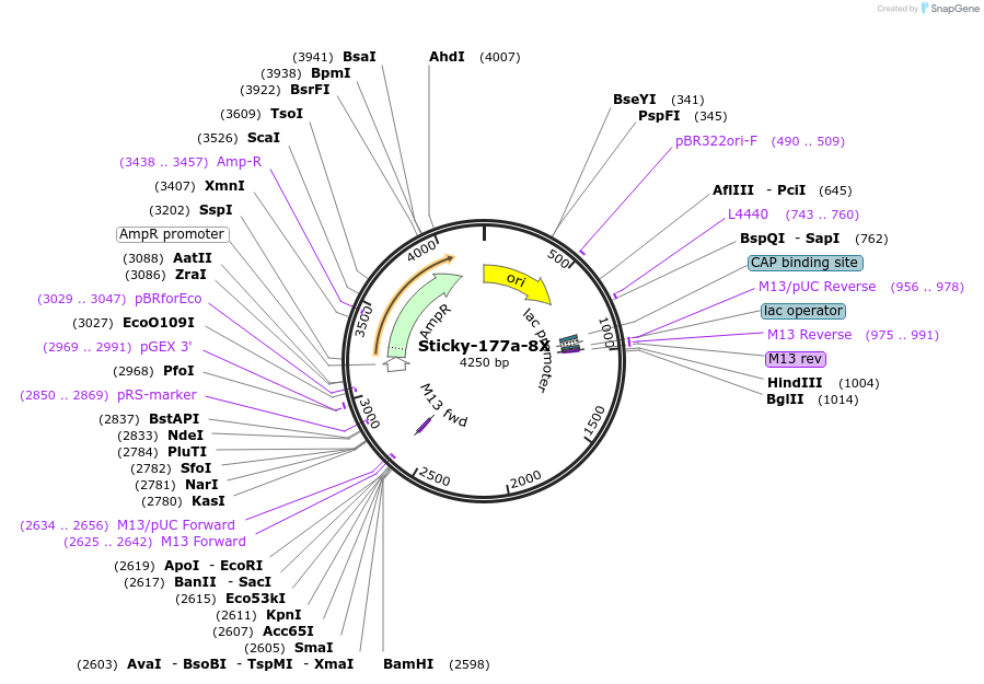 165455-plasmid-map-sequence-id-331144