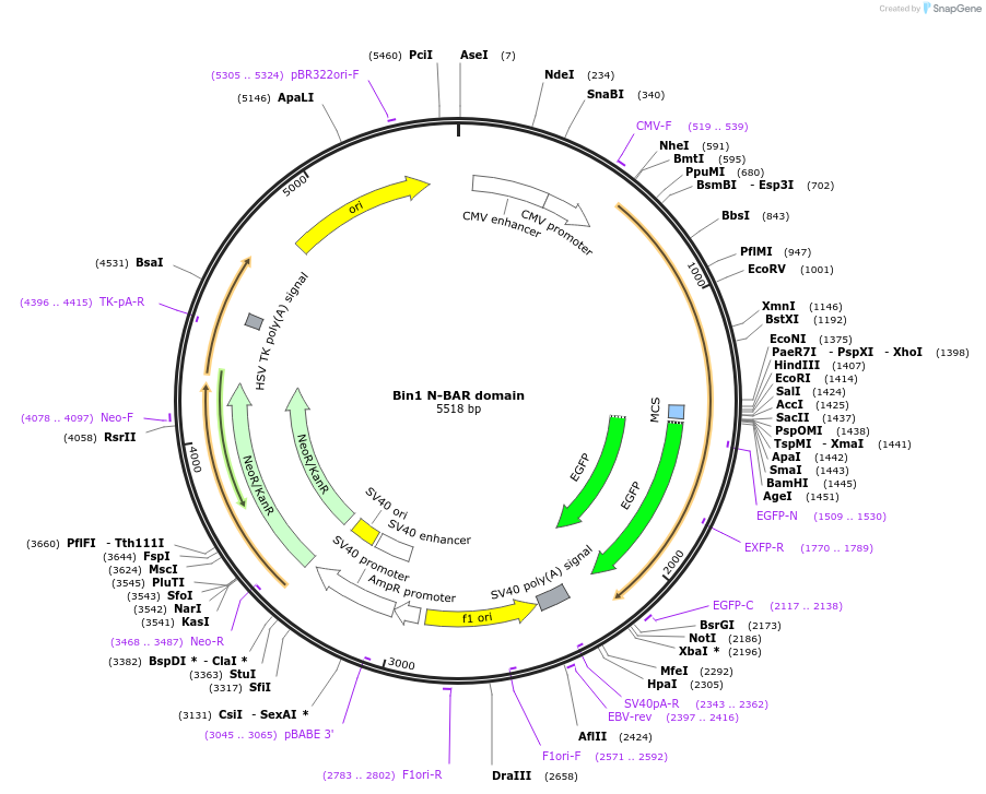 168280-plasmid-map-sequence-id-331148