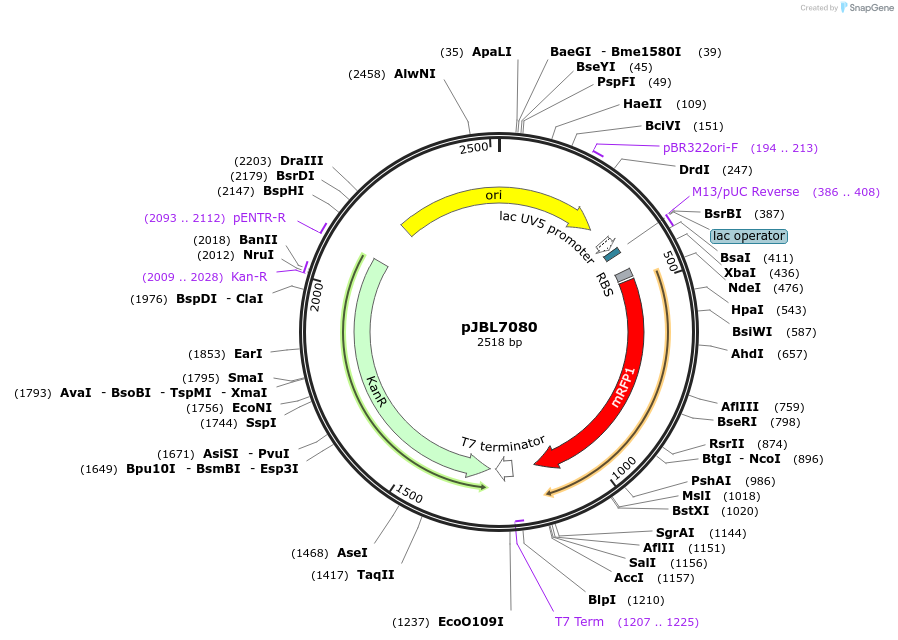 167245-plasmid-map-sequence-id-331154