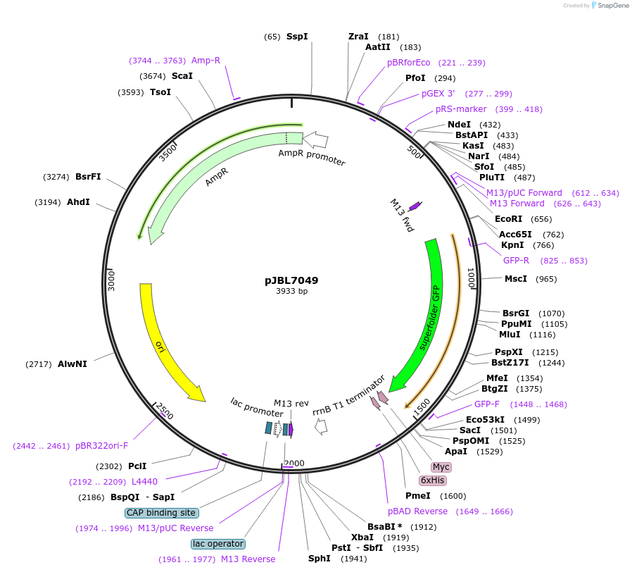 167219-plasmid-map-sequence-id-331168