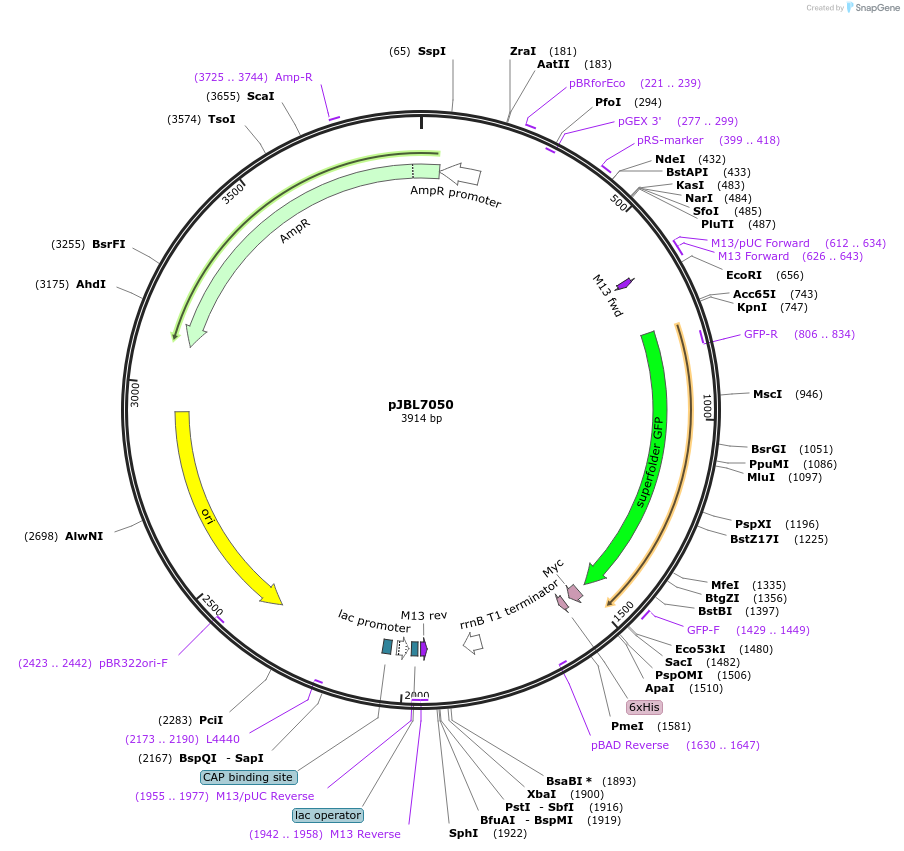 167220-plasmid-map-sequence-id-331171