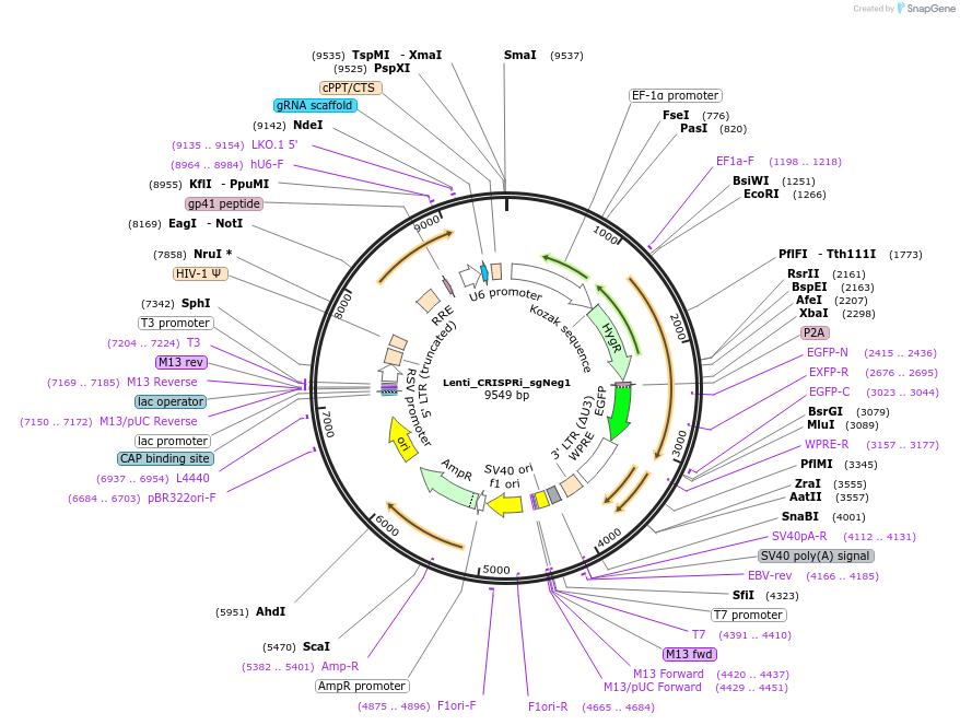 166998-plasmid-map-sequence-id-331179