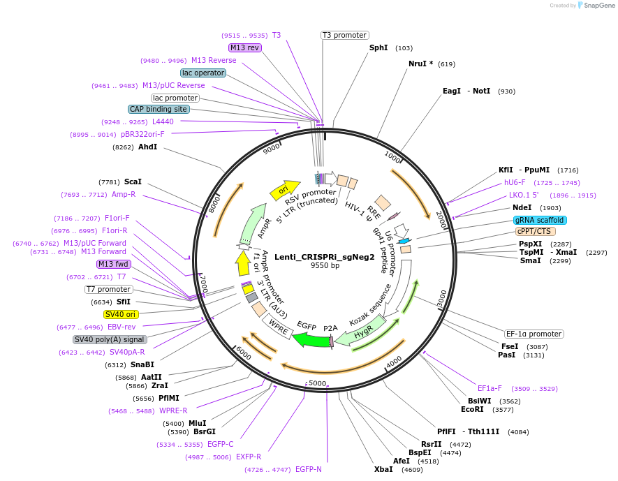 166999-plasmid-map-sequence-id-331180