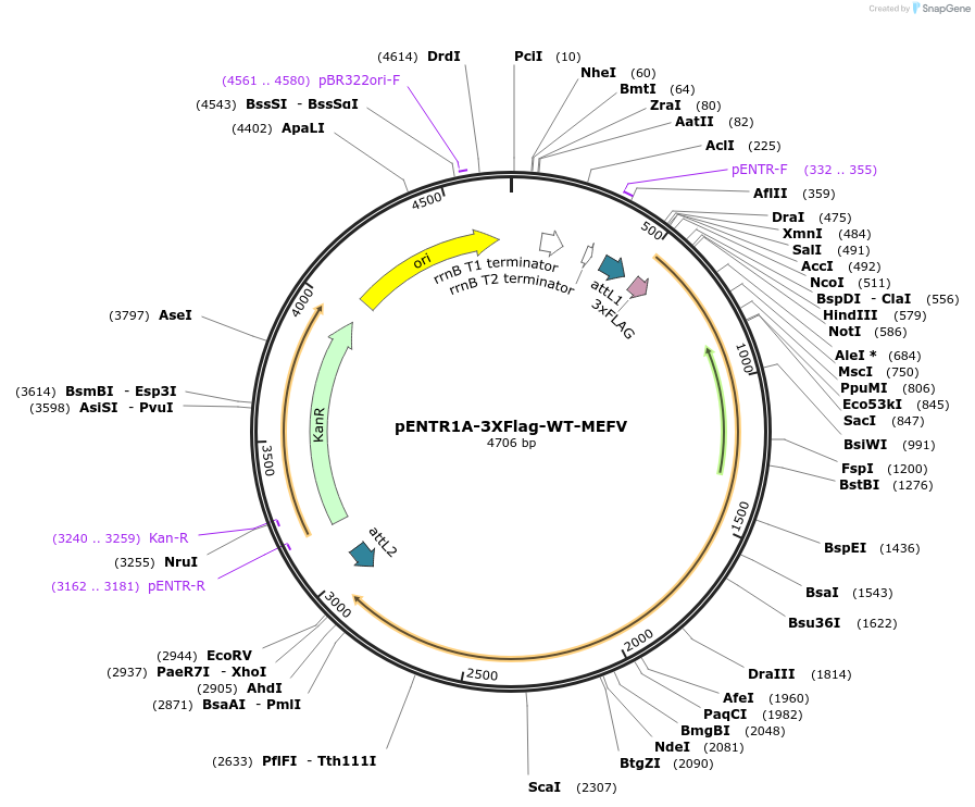 167018-plasmid-map-sequence-id-331189