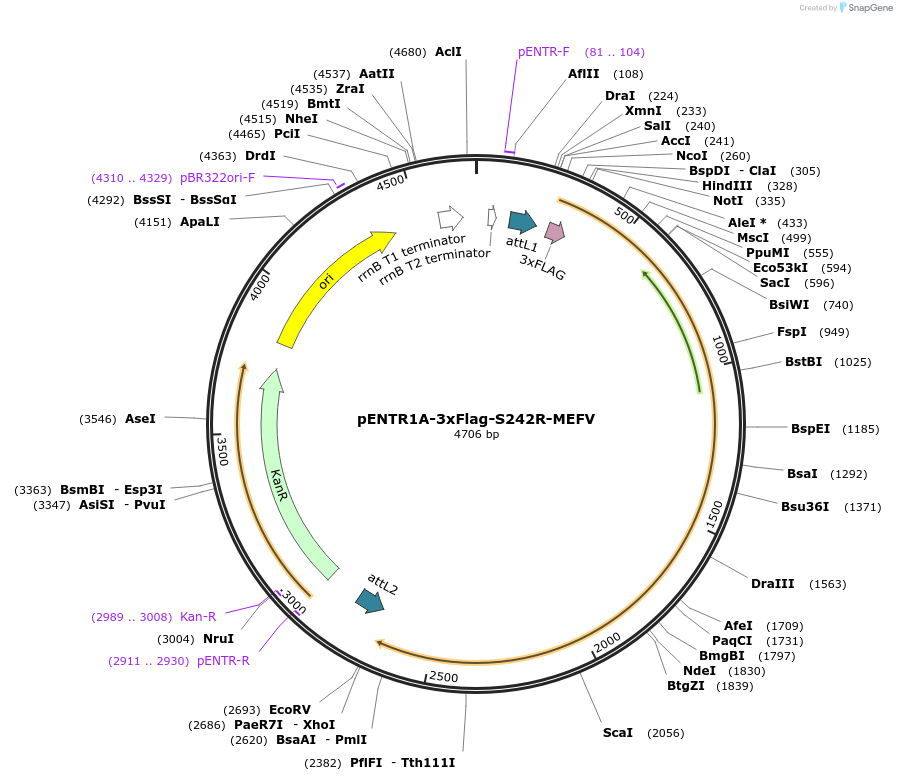 167020-plasmid-map-sequence-id-331190