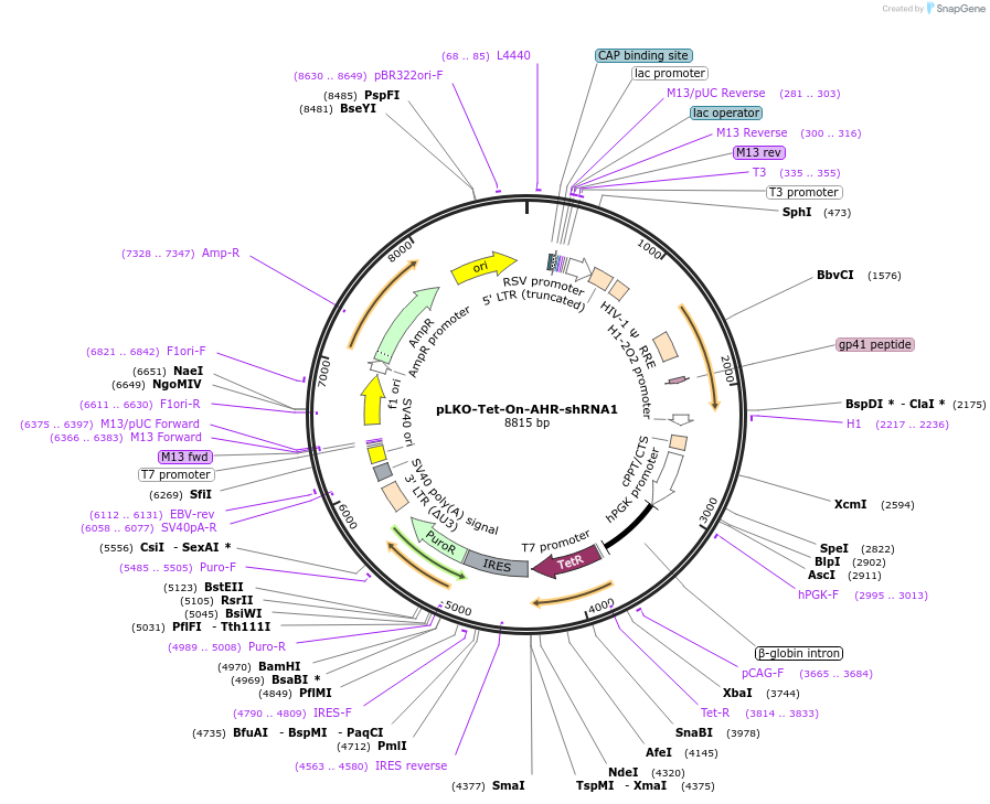 166889-plasmid-map-sequence-id-331198