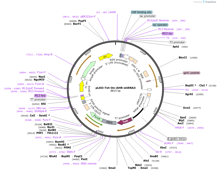 166909-plasmid-map-sequence-id-331199