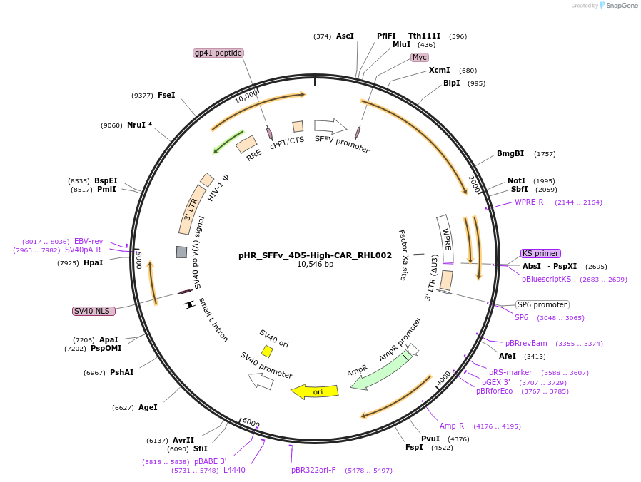 164825-plasmid-map-sequence-id-331204