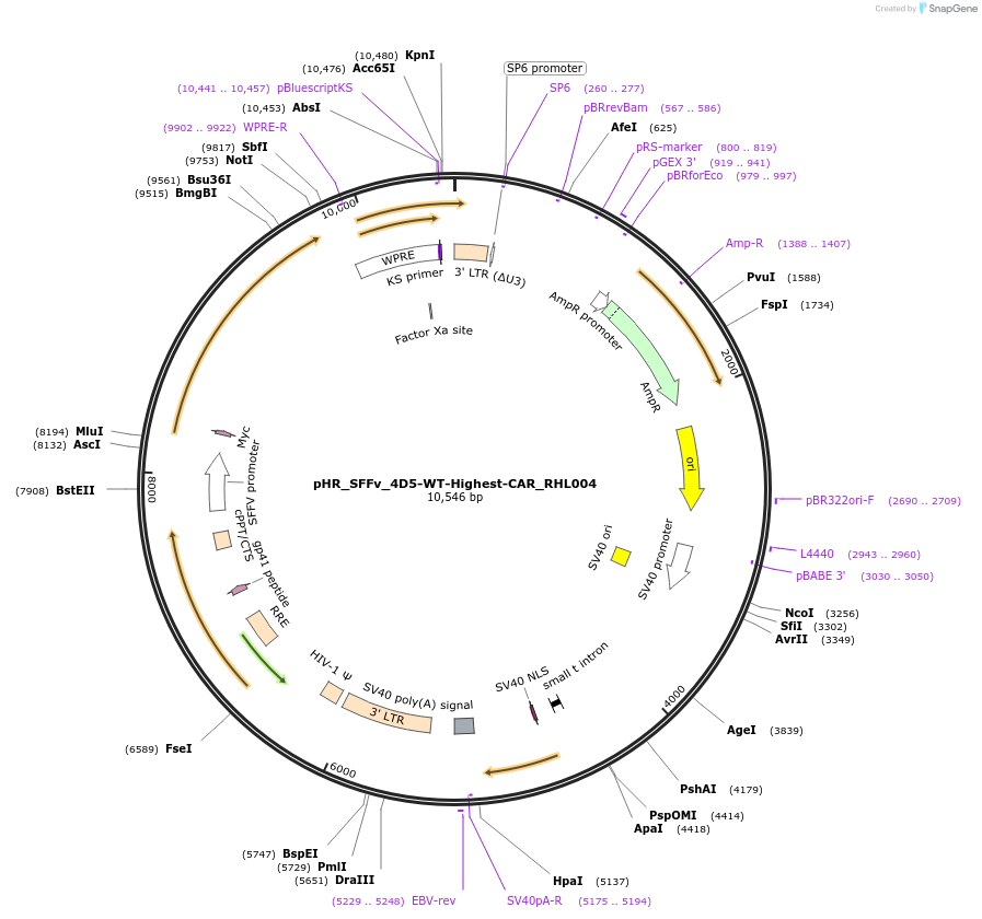 164826-plasmid-map-sequence-id-331205