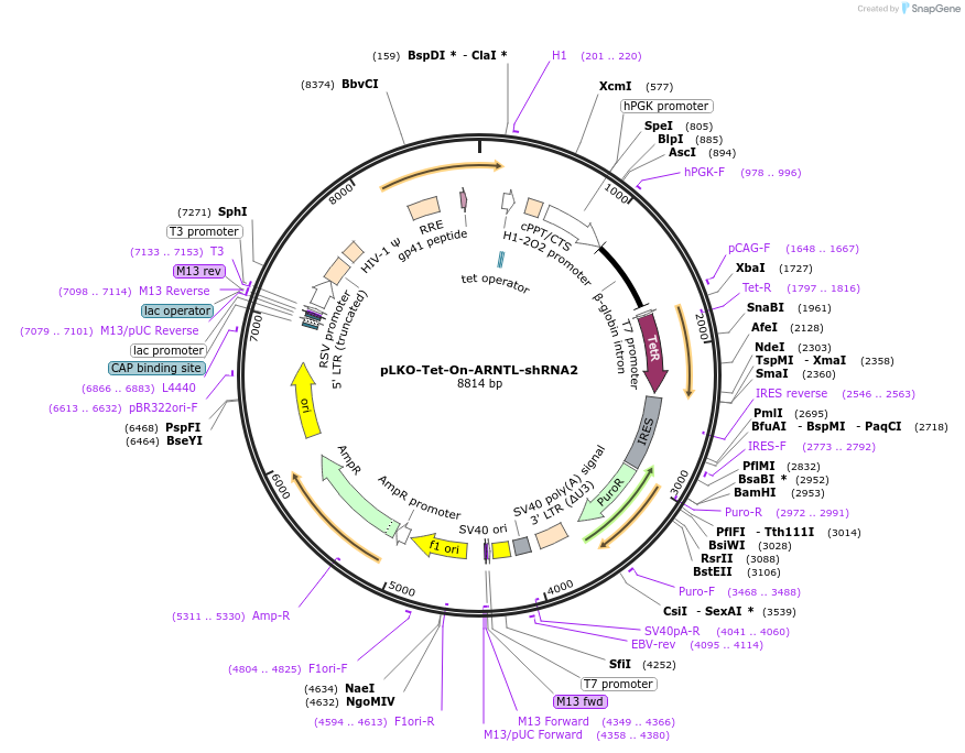 166914-plasmid-map-sequence-id-331230
