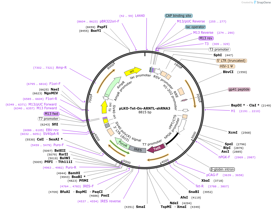 166915-plasmid-map-sequence-id-331234