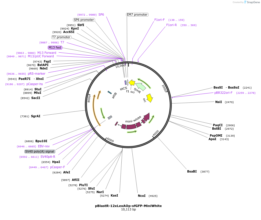 165916-plasmid-map-sequence-id-331236