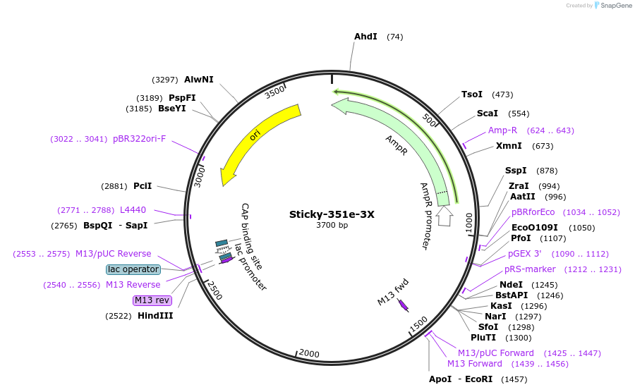 163967-plasmid-map-sequence-id-331250