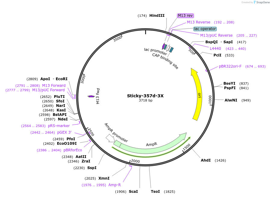 162884-plasmid-map-sequence-id-331254