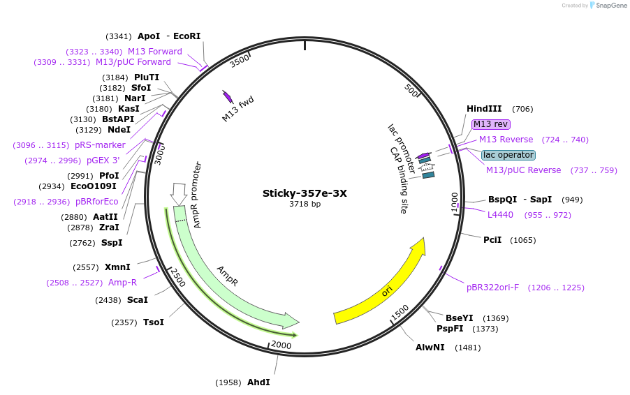 163969-plasmid-map-sequence-id-331255