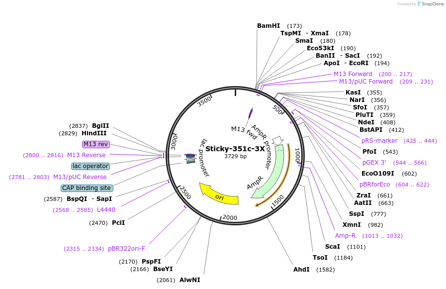 161931-plasmid-map-sequence-id-331256