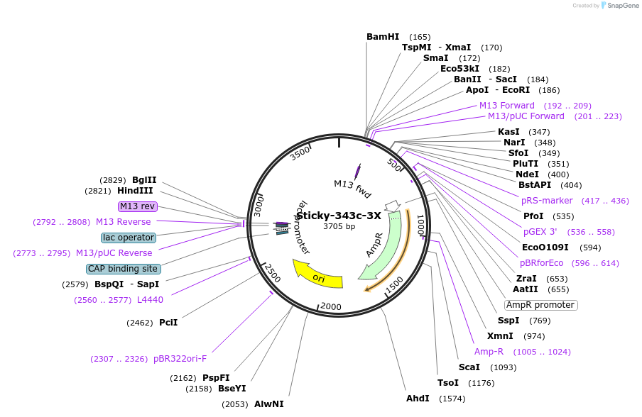 161741-plasmid-map-sequence-id-331257