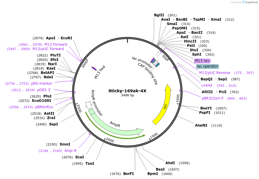 165412-plasmid-map-sequence-id-331258