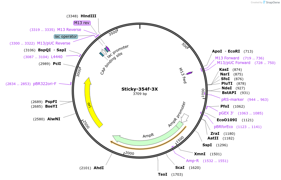 163970-plasmid-map-sequence-id-331259