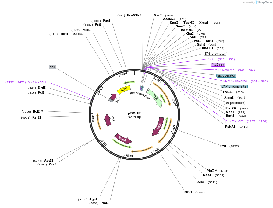 165419-plasmid-map-sequence-id-331264
