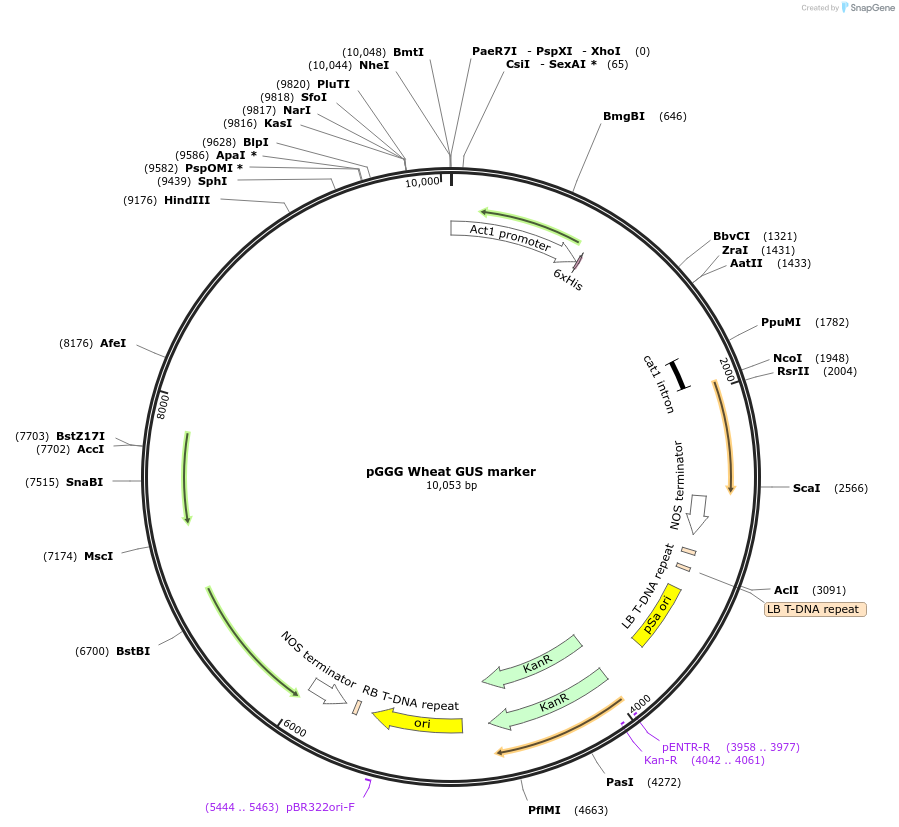 165418-plasmid-map-sequence-id-331269