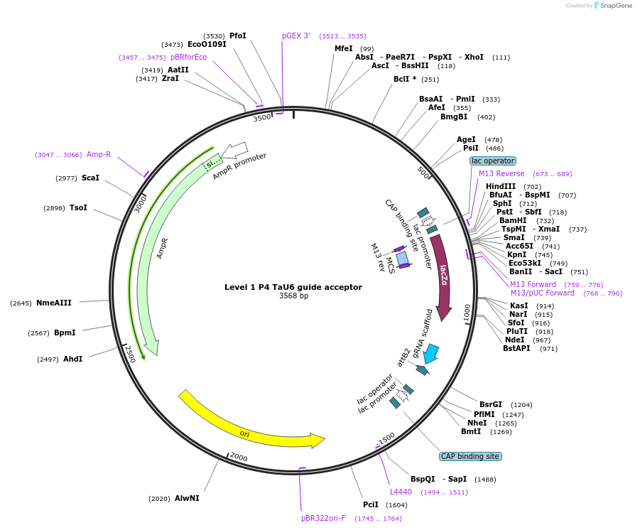 165600-plasmid-map-sequence-id-331273