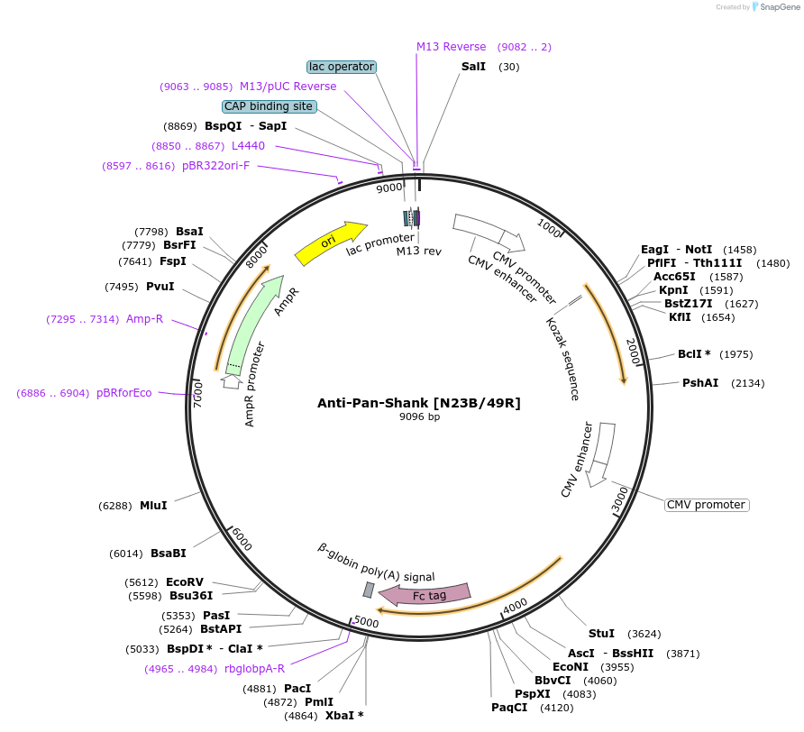 128637-plasmid-map-sequence-id-331283