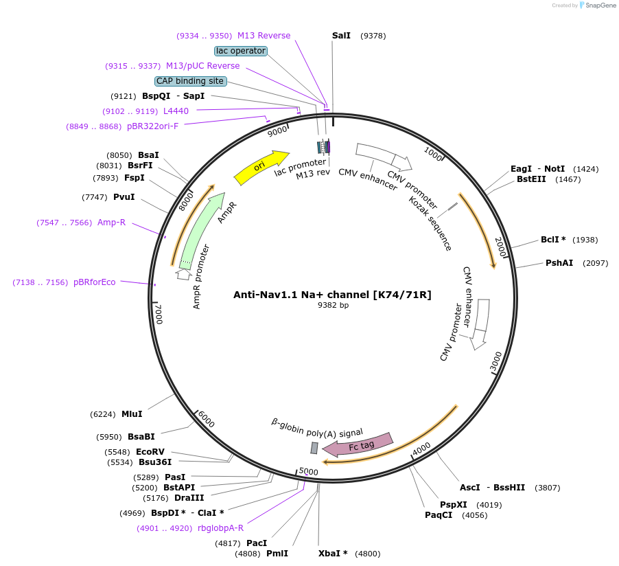 128626-plasmid-map-sequence-id-331295