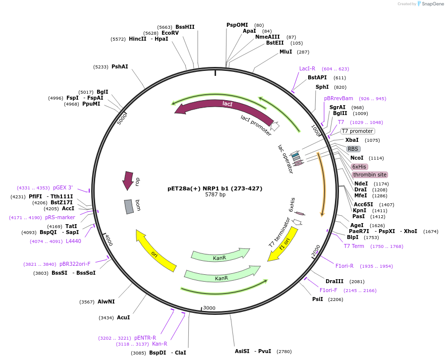 162734-plasmid-map-sequence-id-331325