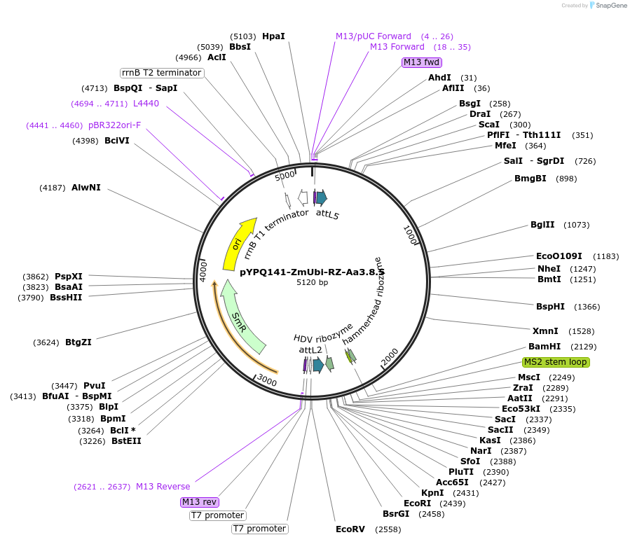 158407-plasmid-map-sequence-id-331327