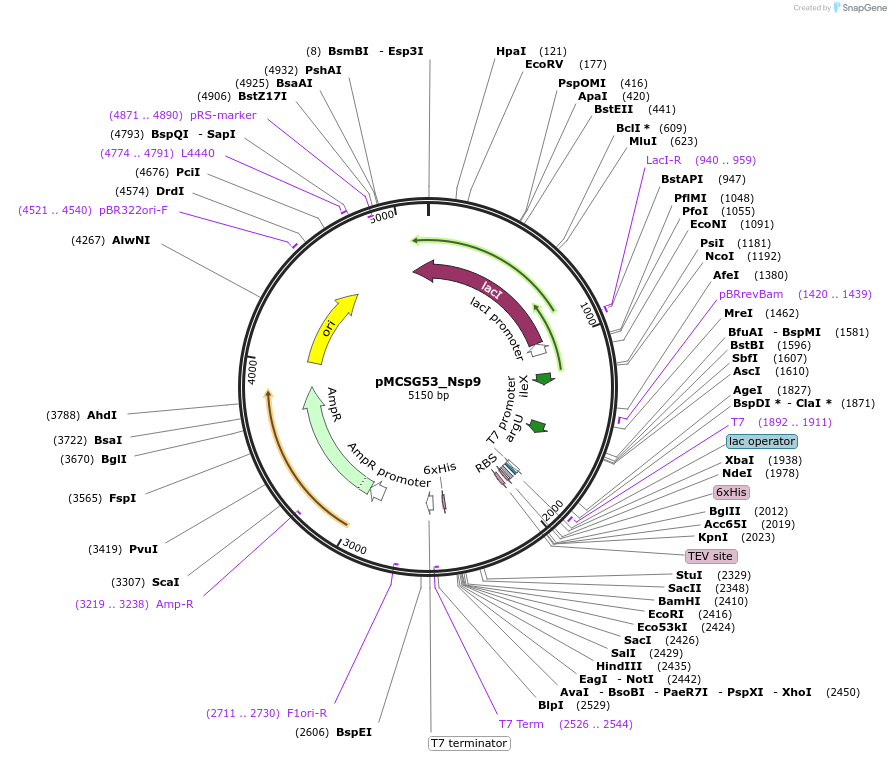 167264-plasmid-map-sequence-id-331338