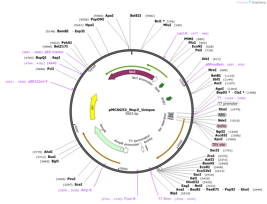 167258-plasmid-map-sequence-id-331340