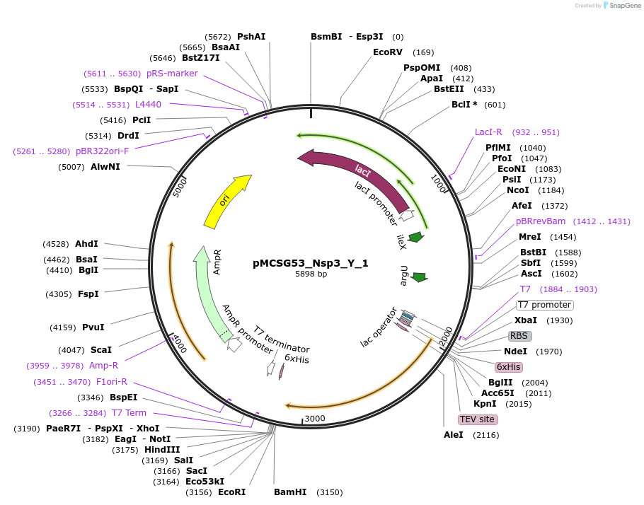 167261-plasmid-map-sequence-id-331341