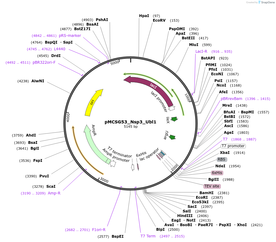 167257-plasmid-map-sequence-id-331343