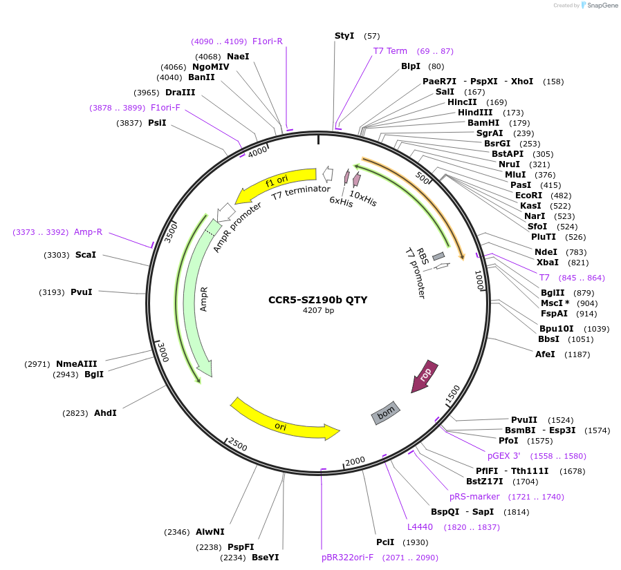 162445-plasmid-map-sequence-id-331351
