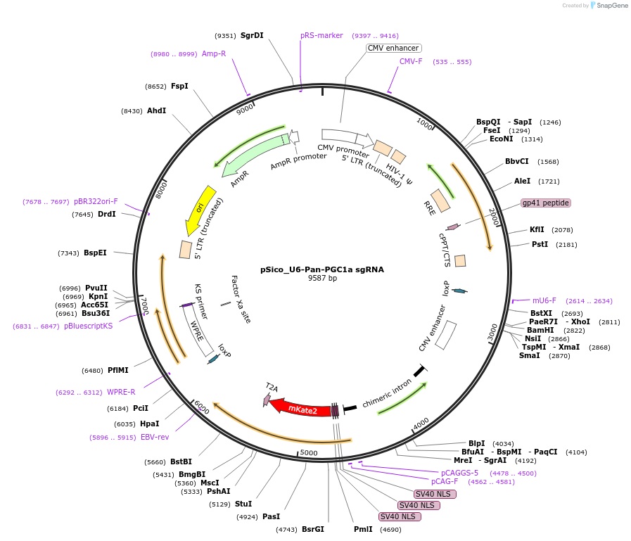165426-plasmid-map-sequence-id-331400