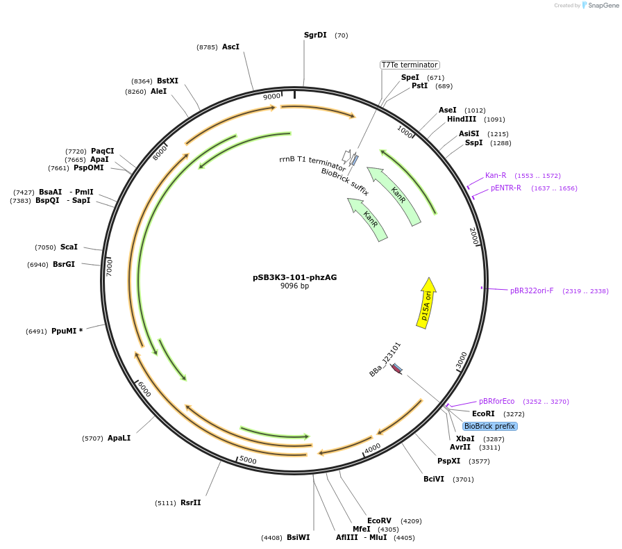 165617-plasmid-map-sequence-id-331403