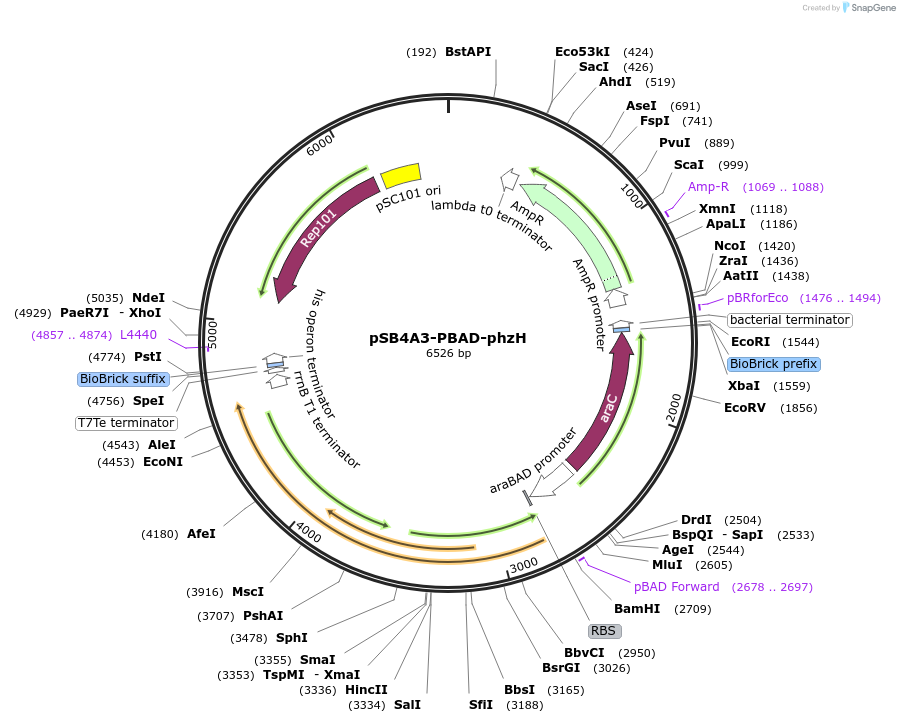 165618-plasmid-map-sequence-id-331404