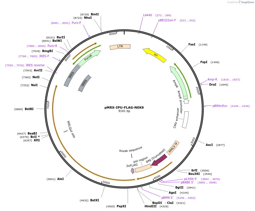168269-plasmid-map-sequence-id-331443