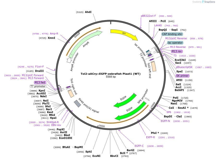 168772-plasmid-map-sequence-id-331454
