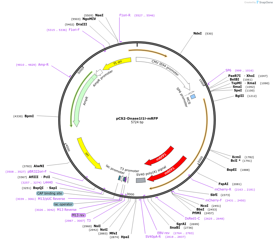169002-plasmid-map-sequence-id-331460