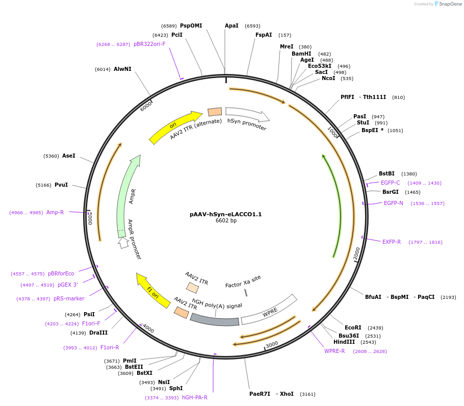 168788-plasmid-map-sequence-id-331493