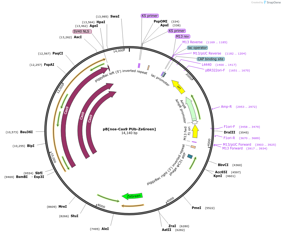 169011-plasmid-map-sequence-id-331621