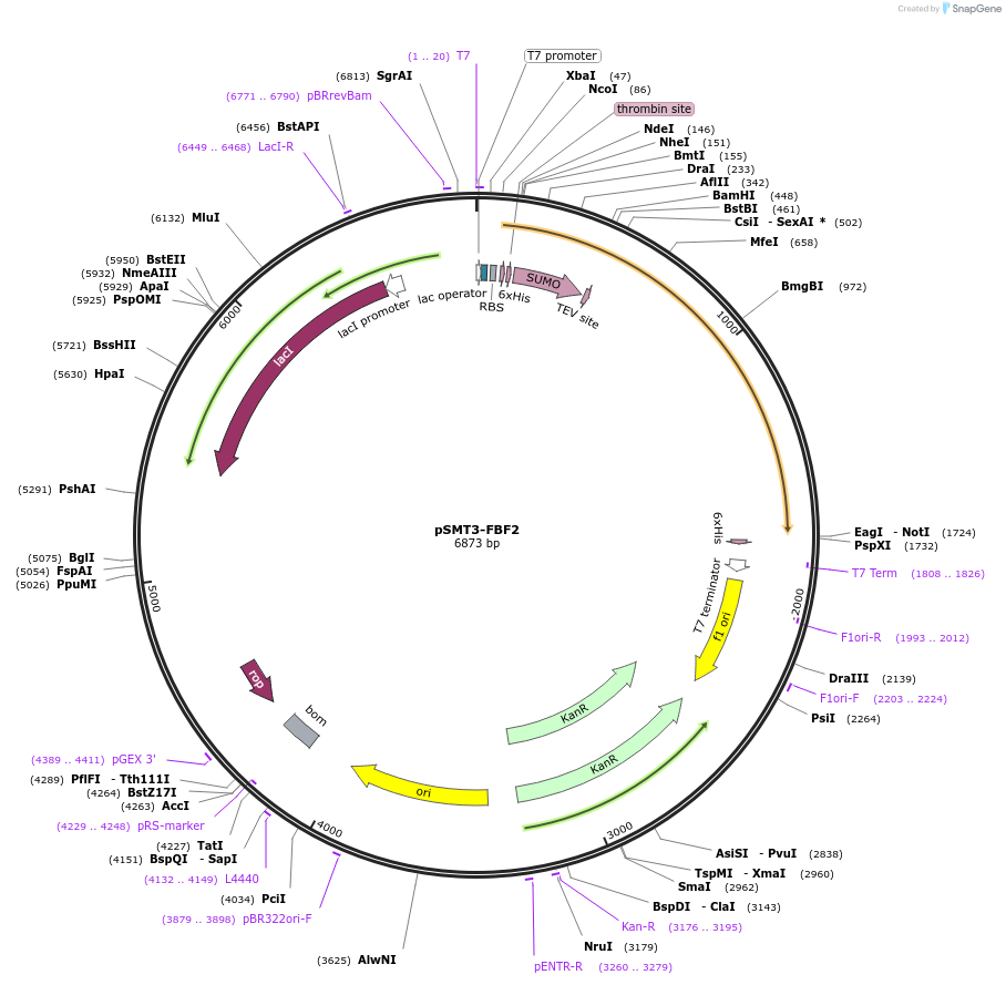 166972-plasmid-map-sequence-id-331629