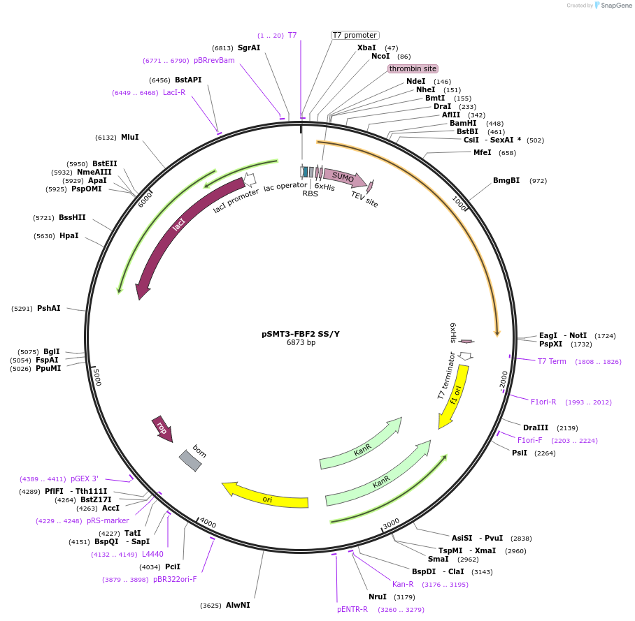 166973-plasmid-map-sequence-id-331634