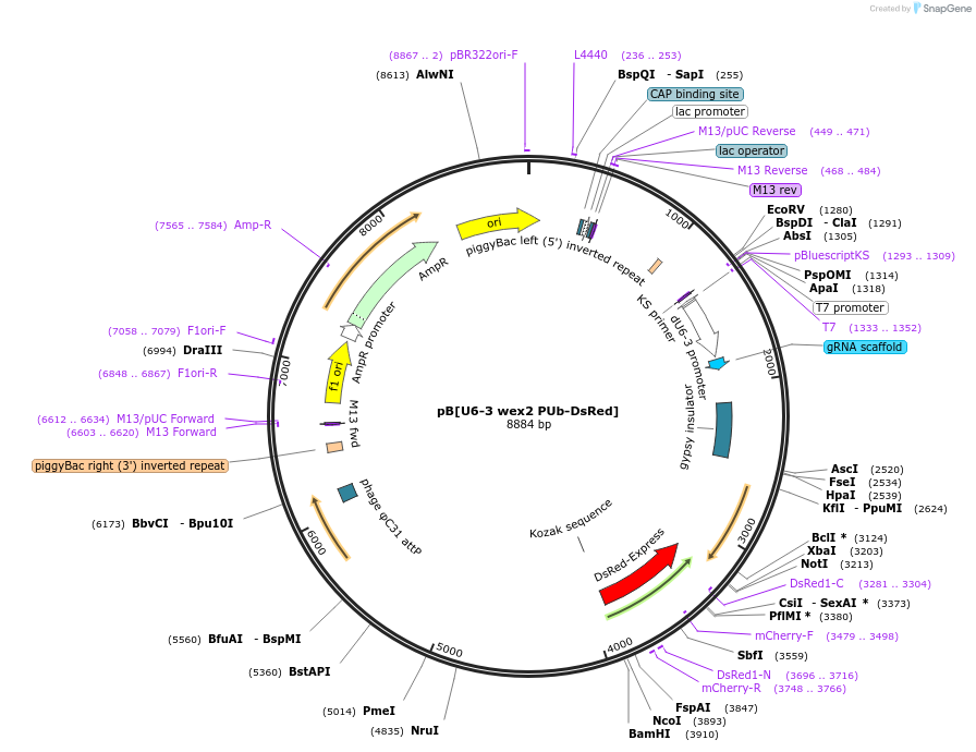 169010-plasmid-map-sequence-id-331636
