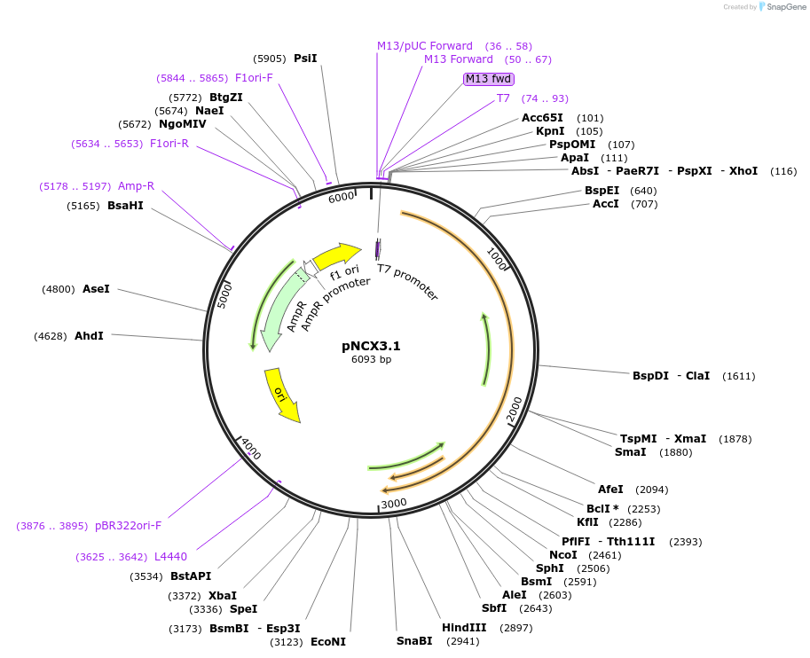 67147-plasmid-map-sequence-id-331642