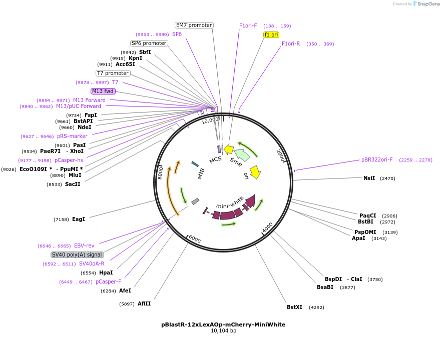 165917-plasmid-map-sequence-id-331713