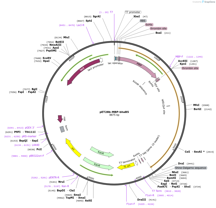 167812-plasmid-map-sequence-id-331732