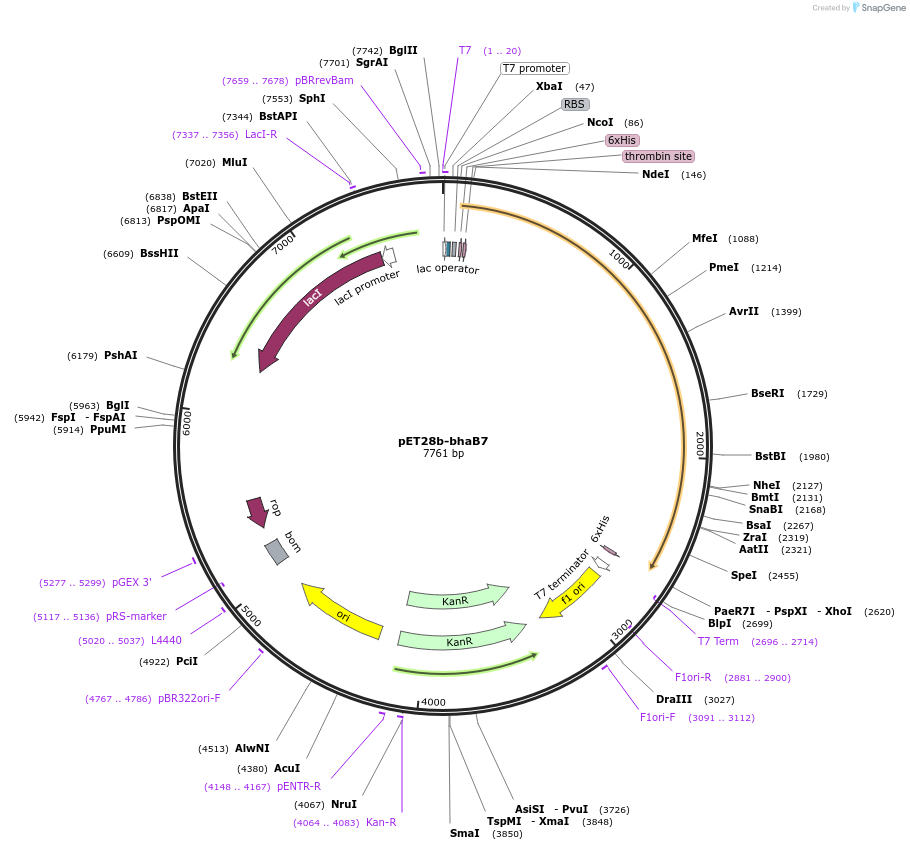 167813-plasmid-map-sequence-id-331733